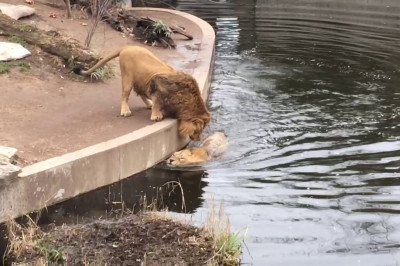 Зазевавшийся лев падает в воду 