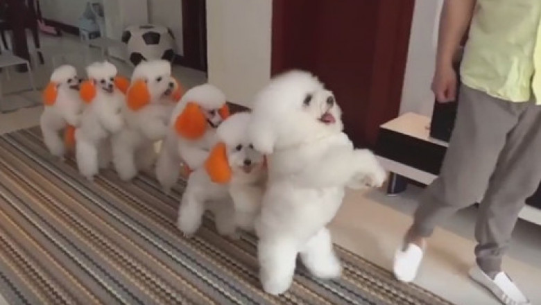 Хозяин пуделей научил их разным трюкам 