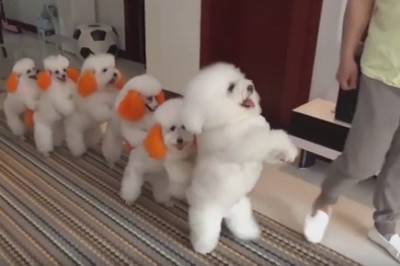 Хозяин пуделей научил их разным трюкам 