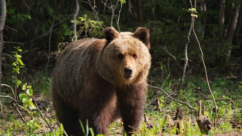 Медведь предложение дружбы не принял 