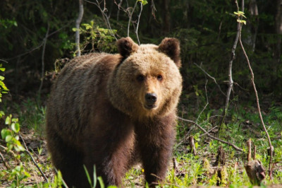 Медведь предложение дружбы не принял 