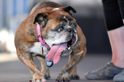 В США выбрали самую уродливую собаку 2018 года