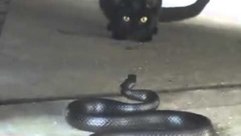 Как кот реагирует на змею 