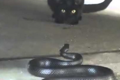 Как кот реагирует на змею 