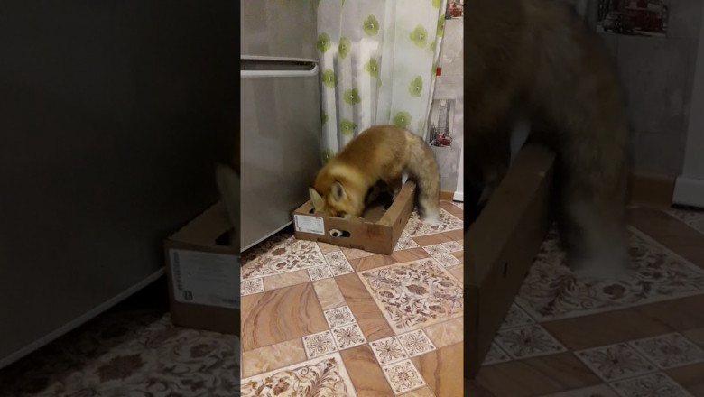 Сильный всегда прав ?!