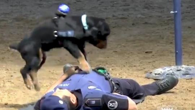 Пёс делает массаж сердца 