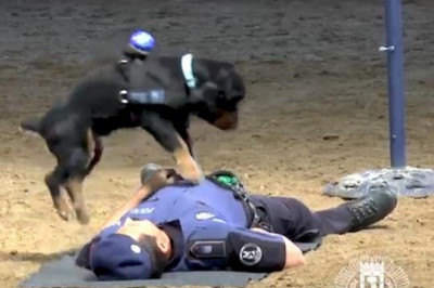 Пёс делает массаж сердца 