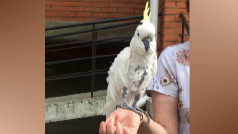 Кеша - умницы 