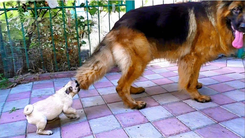 Овчарка с крепкими нервами и надоедливый мопс 