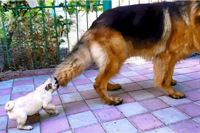 Овчарка с крепкими нервами и надоедливый мопс 