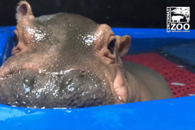 Умилительная малышка Фиона 