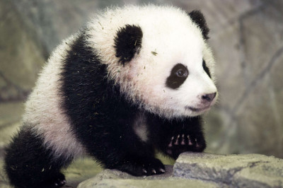 Малыш панды открывает дверь 