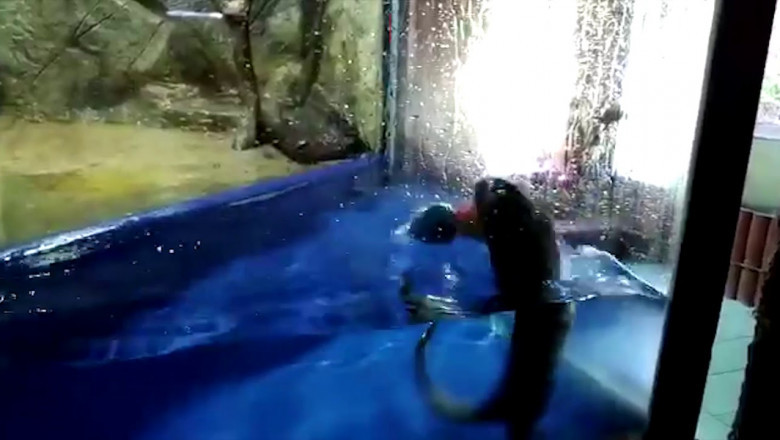 Выдра Гарри предсказал победу сборной Испании 