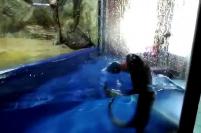 Выдра Гарри предсказал победу сборной Испании 