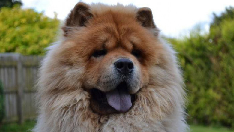 Китаец ради спасения собак пожертвовал своими миллионами 