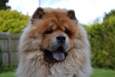 Китаец ради спасения собак пожертвовал своими миллионами 