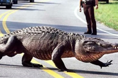 Аллигатор на парковке автомобиле 