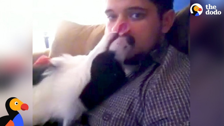 Как собака просит прощение 