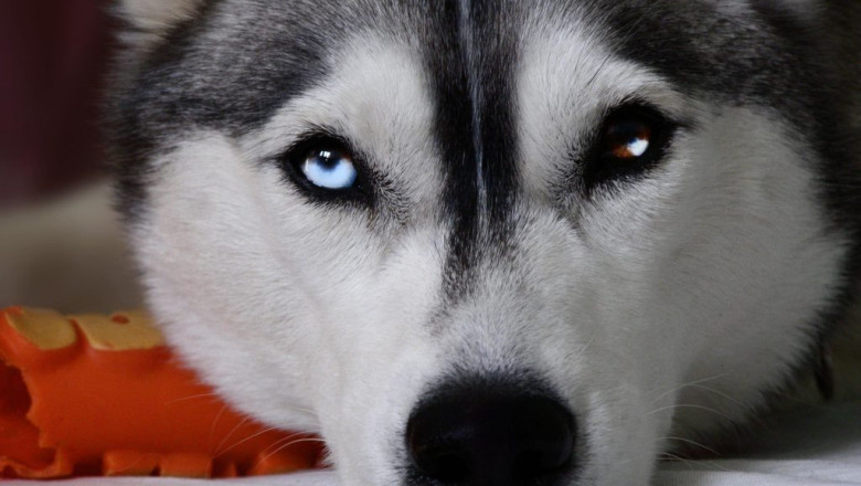 Хаски Гоха  обожает сметану 