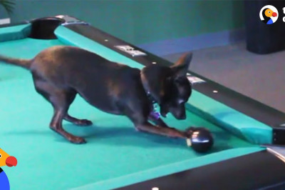 Маленькая собачка - любительница игры в бильярд 