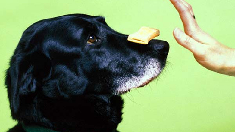 Любительница сыра 