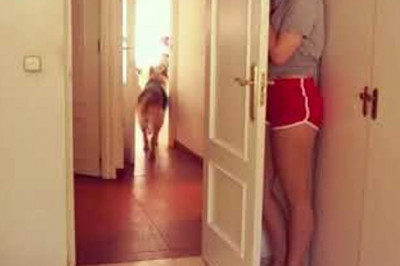 Реакция собак на неожиданное исчезновение хозяев 