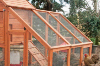 Курица и котята