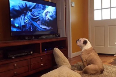 Эмоциональный бульдог 