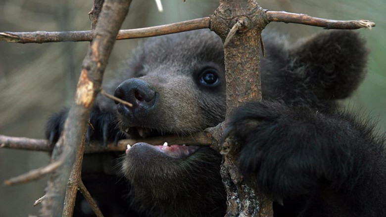 Медвежата - проказники 