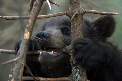 Медвежата - проказники 