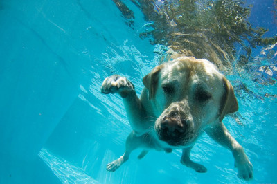 Догадливый пёс 