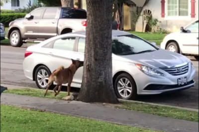 Белка и собака 