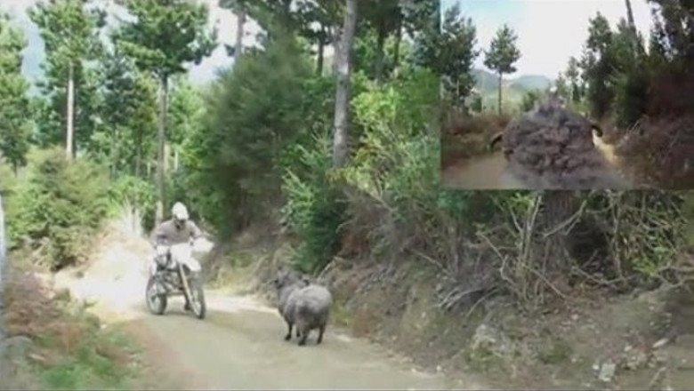 Бараны идут в атаку 