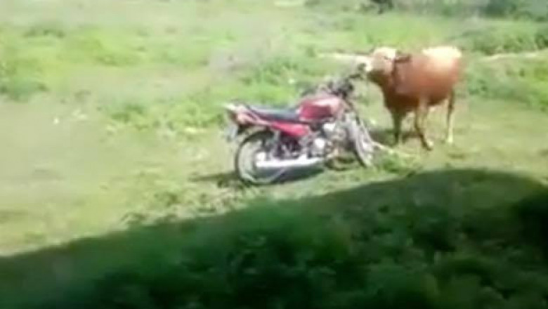 Бык оседлал мотоцикл 