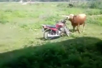 Бык оседлал мотоцикл 