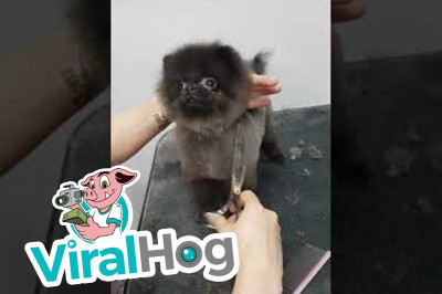 Невероятно позитивный пёсик 