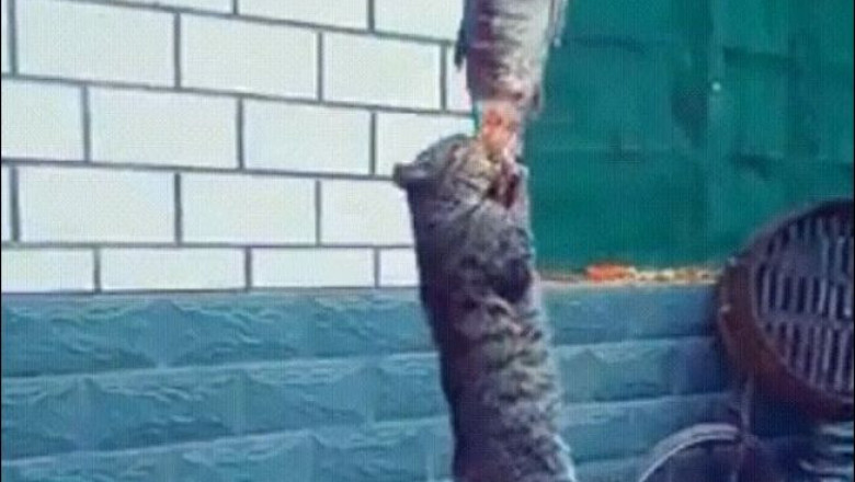 Увлечённый едой 