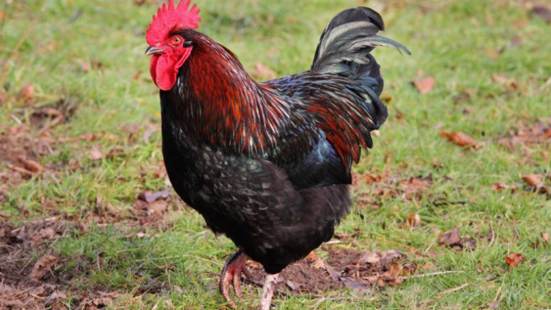 Беспредел по-деревенски 