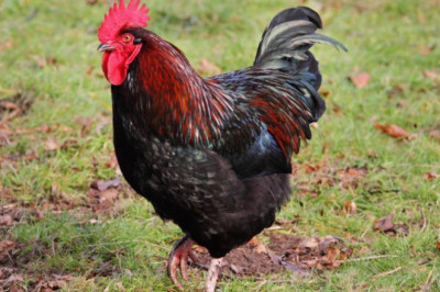 Беспредел по-деревенски 