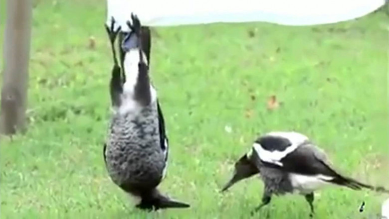 Сорока с придурью 