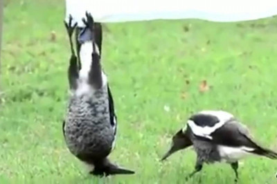 Сорока с придурью 