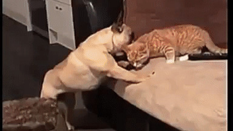 Собака отучает кошку от дивана 