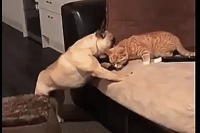 Собака отучает кошку от дивана 