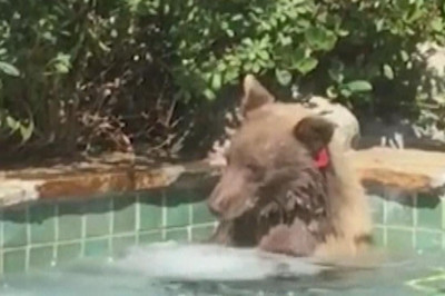 Медведь  в джакузе 