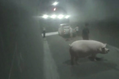 Штраф из-за выпавшей из машины свиньи 