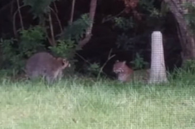 Самка енота защитила своё потомство от рыси 