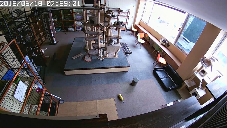 Реакция кошек на приближающиеся землетрясение  