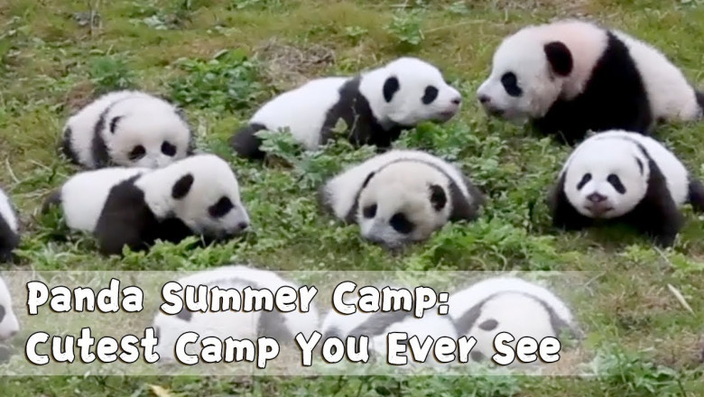 Летний лагерь для панд 