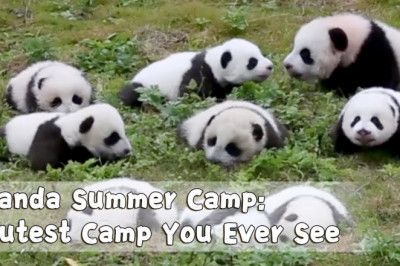 Летний лагерь для панд 