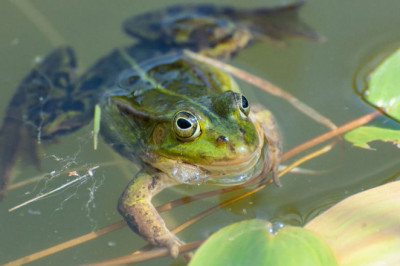 Ну , и сравнение !..